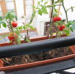Les tomates parisiennes