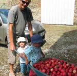 Ramassage de pommes