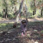 Promenade dans les bois