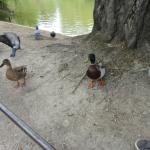 Canards et cygnes au parc montsouris