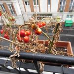 Tomates parisiennes
