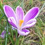 Clément et la sucette