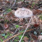 img_5876.jpg