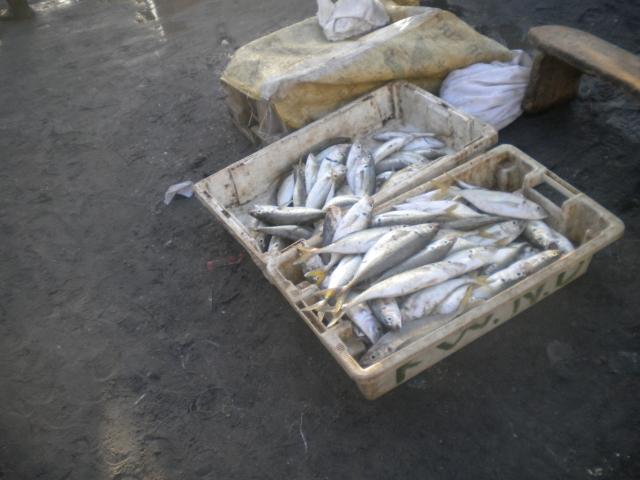 DSCN7716