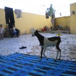 La chèvre de Néné Dia (02-08-2015)