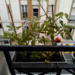 Premières tomates