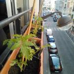 Plants de tomates