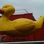 Canard jaune