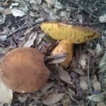 Vacances à Tanneron