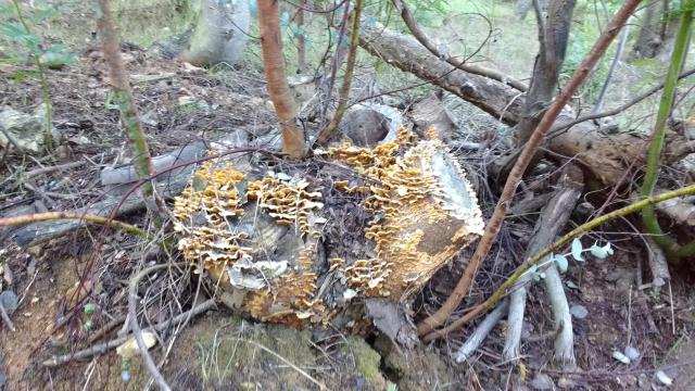 img_20161227-101242.jpg