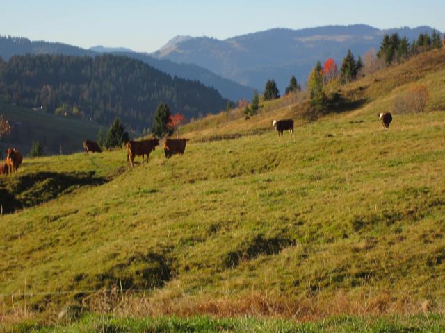 IMG_9537.JPG