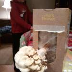 Champignons