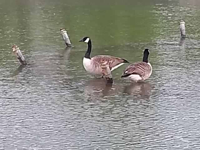 2021-04-21-17-32-05_motog5.jpg