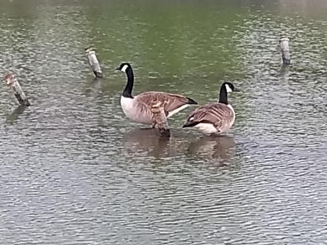 2021-04-21-17-32-11_motog5.jpg