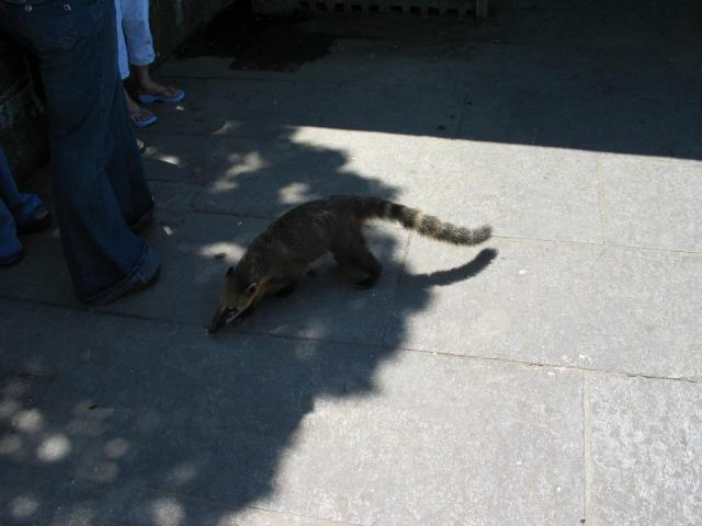petit animal bien étrange