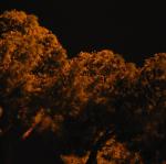 IMG_5021.jpg