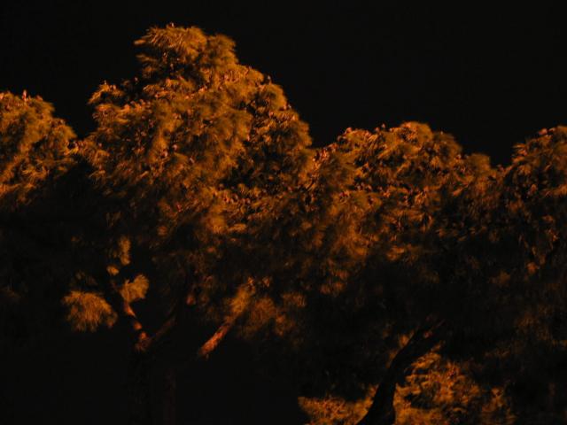 IMG_5022.jpg