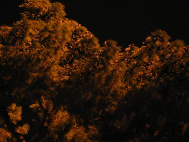 IMG_5025.jpg