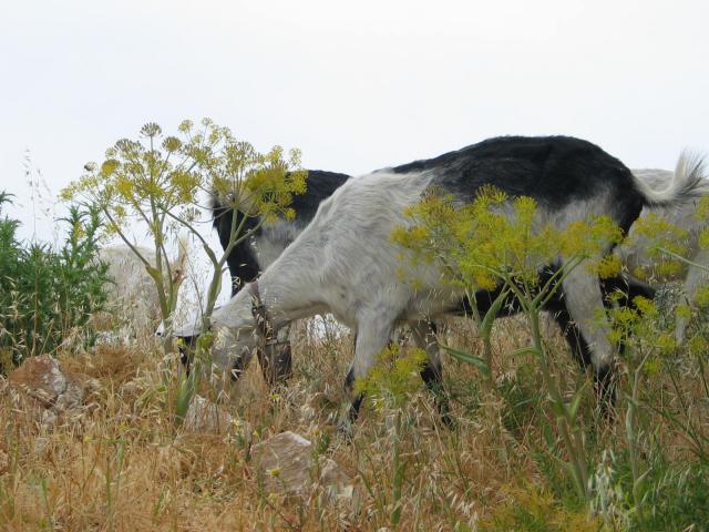 IMG_6514.jpg