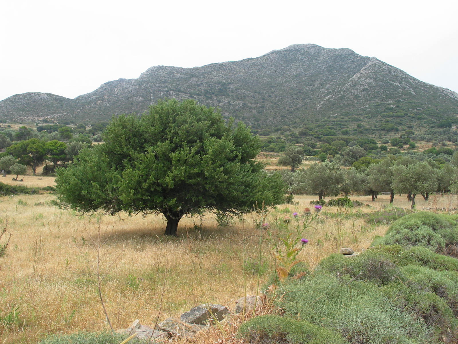 IMG_6520.jpg