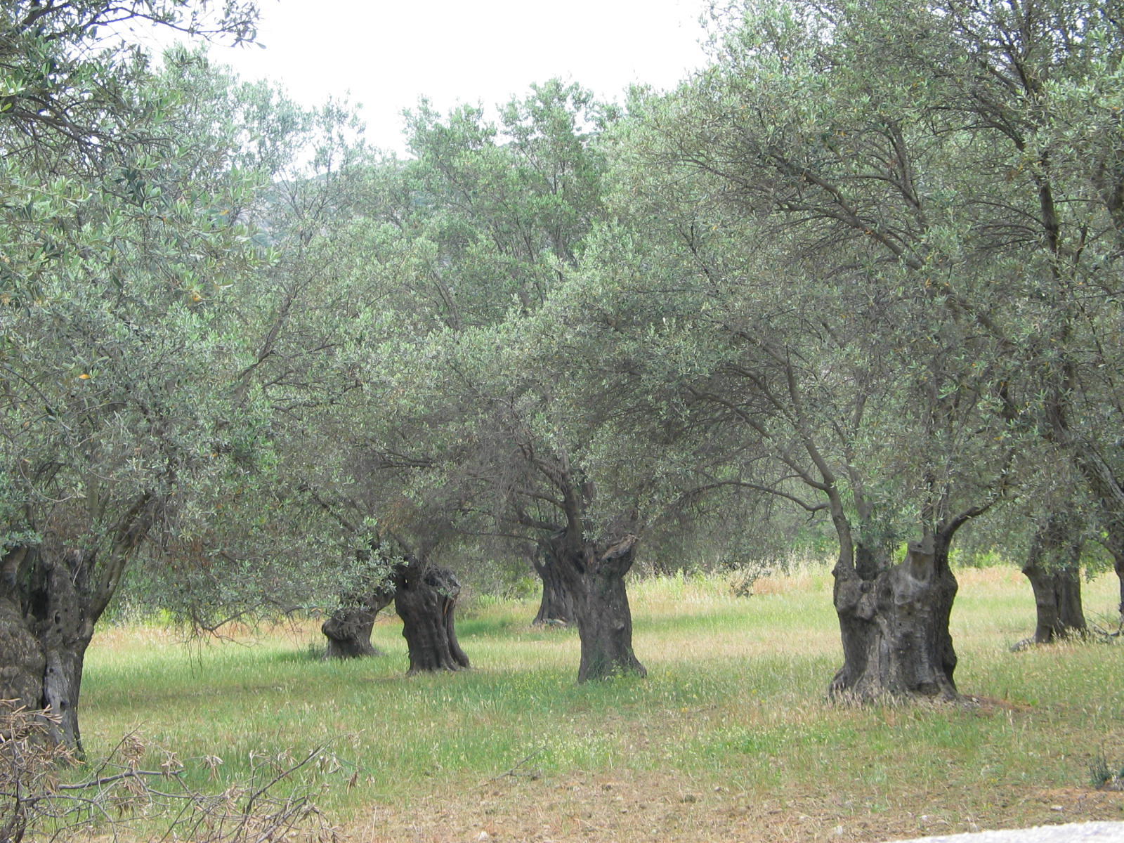 IMG_6527.jpg