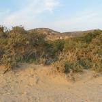 IMG_6562.jpg