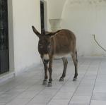 IMG_6584.jpg