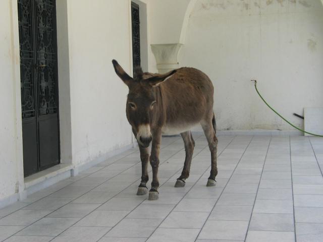 IMG_6584.jpg