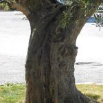 IMG_5457.jpg