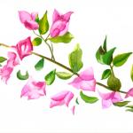 le bougainvillier du jardin 