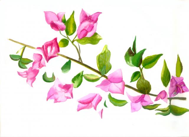 le bougainvillier du jardin 