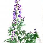 Aquarelle de montagne "Casque de Jupiter"