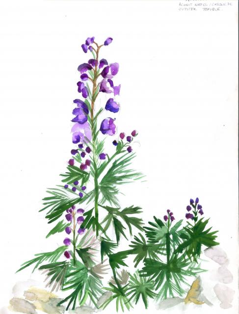 Aquarelle de montagne "Casque de Jupiter"