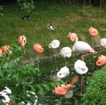 Au zoo d'Asson