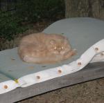 img_20090725_211033.jpg